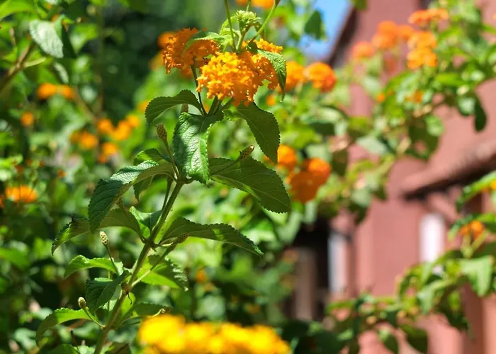 Le Maquis Bella Vista בית נופש *